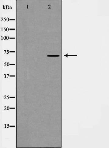 KEAP1 Antibody