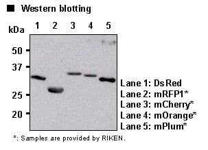 RFP / Red Fluorescent Protein Antibody (clone 8D6)