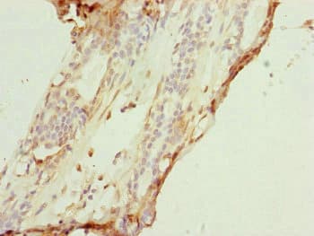 COX7A2L Antibody