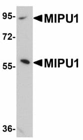Polyclonal Rabbit anti-Human ZNF667 / MIPU1 Antibody (IHC, IF, WB)