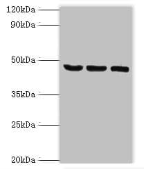 SYT11 Antibody (aa37-200)