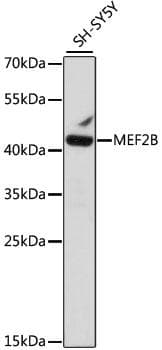 MEF2B Antibody