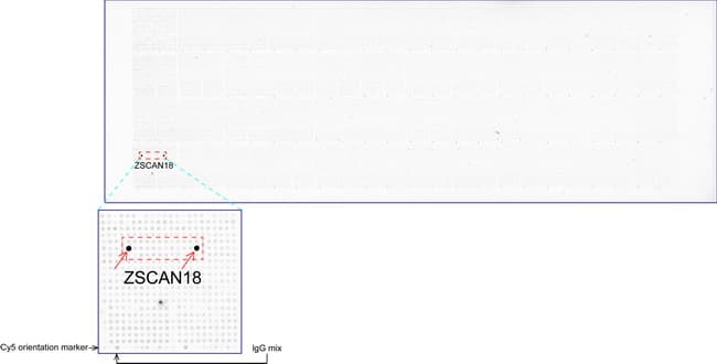 ZSCAN18 / ZNF447 Antibody (clone UMAB114, Carrier-free)