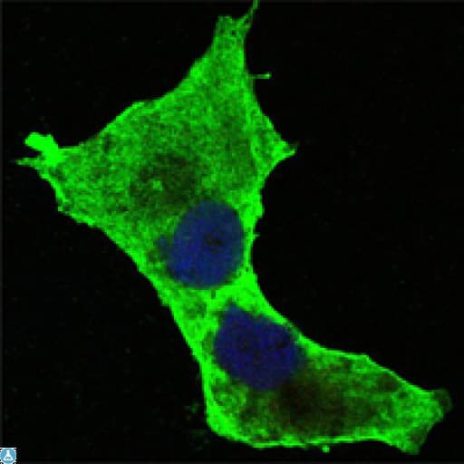 DAXX Antibody