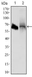 IHC-plus™ Monoclonal Mouse anti-Human ALPI / Alkaline Phosphatase Antibody (clone 3B10E7, aa397-458, IHC, WB)