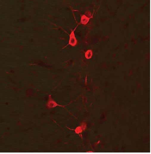 Polyclonal Chicken anti-Human GAD1 / GAD67 Antibody (IHC, WB)