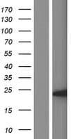 Human IDNK Protein (Over-Expression Lysate Myc-DDK (Flag))