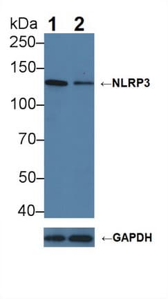 NALP3 / NLRP3 Antibody (aa671-1033)