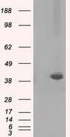 PLEK / Pleckstrin Antibody (clone OTI2D11)