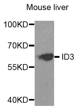 Polyclonal Rabbit anti-Human ID3 Antibody (IHC, IF, WB)