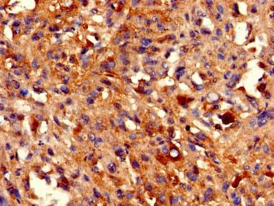 HIST1H2BB Antibody (aa2-126)
