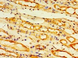EDA2R / XEDAR Antibody (aa1-138)