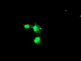 NUB1 Antibody (aa1-326, clone OTI4H2, Carrier-free)