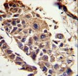Polyclonal Rabbit anti-Human SERPINF1 / PEDF Antibody (aa279-306, IHC, WB)