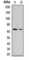 Polyclonal Rabbit anti-Human FZR1 Antibody (IHC, IF, WB)
