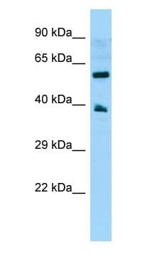 Polyclonal Rabbit anti-Human GPR78 Antibody (C-Terminus, WB)