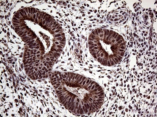 Monoclonal Mouse anti-Human PPP4C Antibody (clone OTI2H8, Carrier-free, IHC, WB)