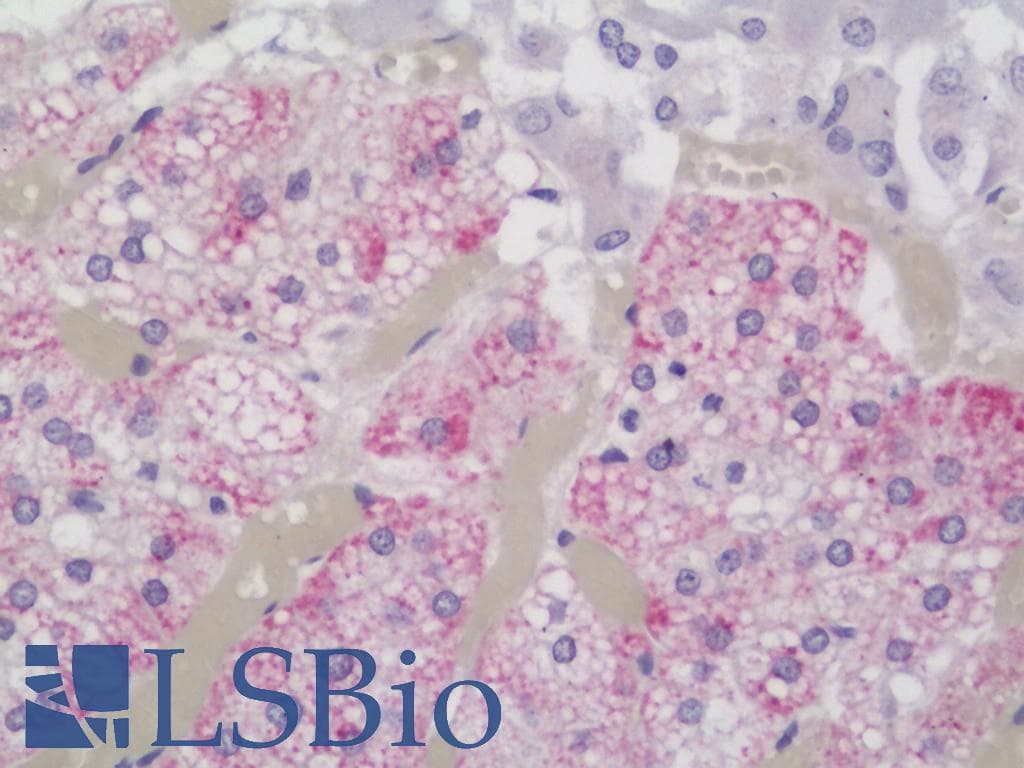 IHC-plus™ EMP1 Antibody (aa35-63)
