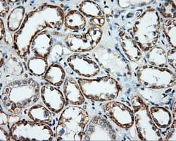 NME4 Antibody (clone OTI5E4)