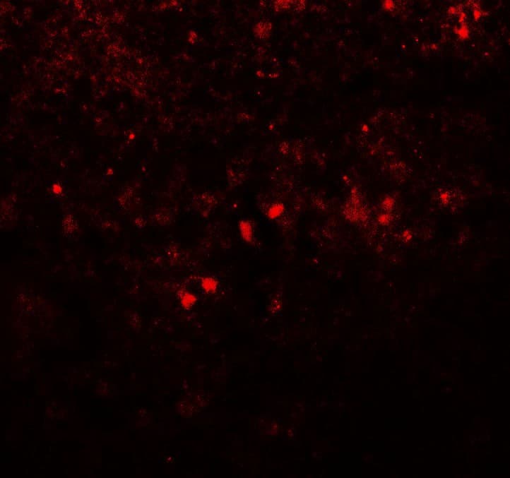SREBF1 / SREBP-1 Antibody