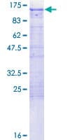 Human APBB1 / FE65 Protein (Recombinant GST)