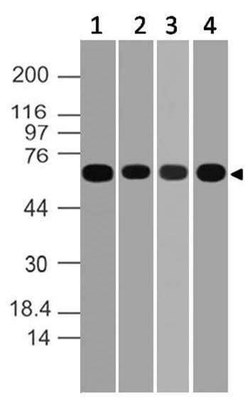 EIF4B Antibody