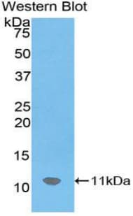 SDF1 / CXCL12 Antibody (aa22-89, Cy3)