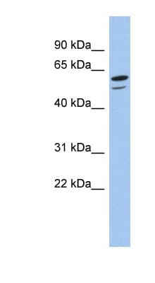 ZNF248 Antibody (aa143-192)
