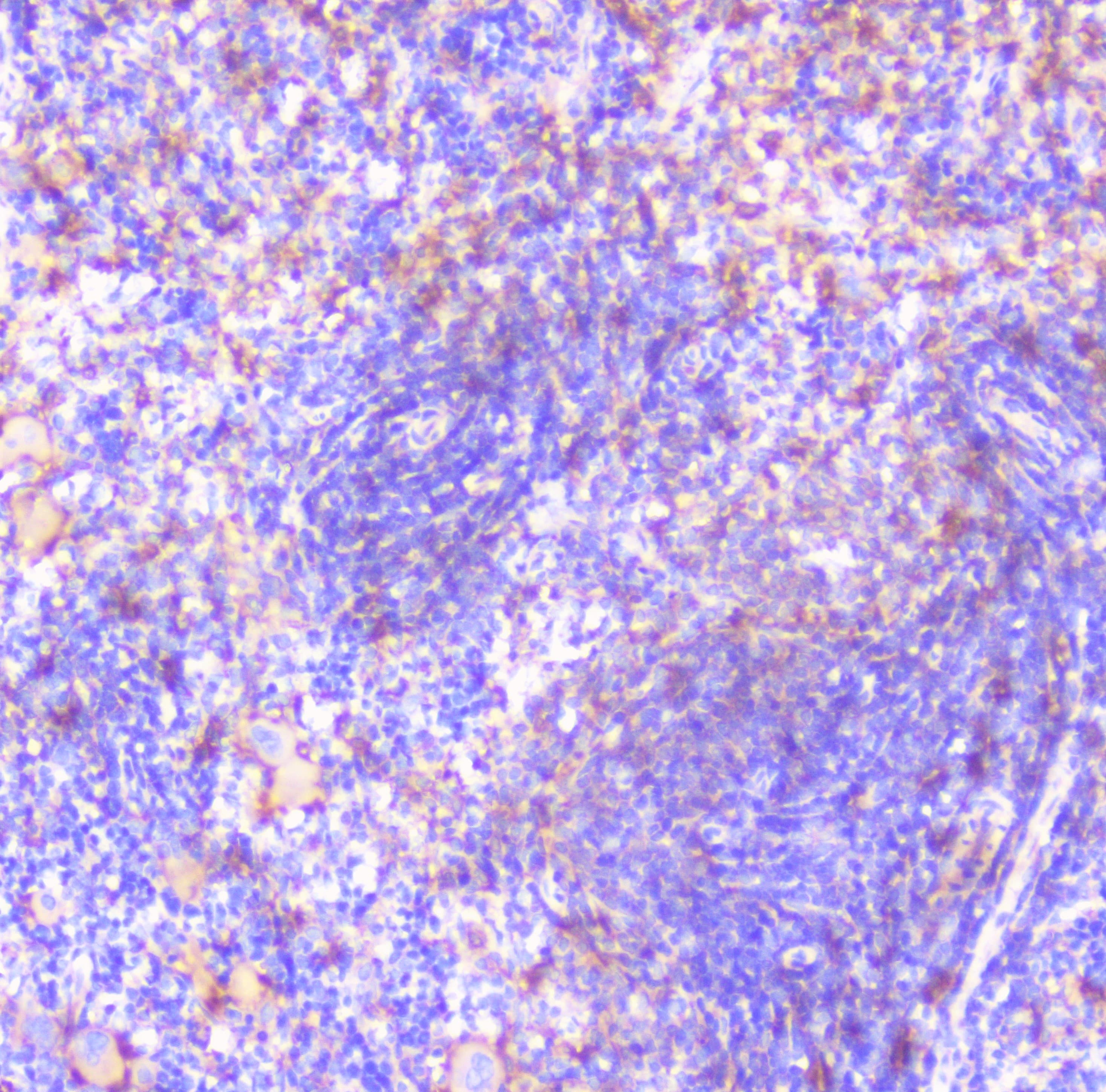 CD32A Antibody