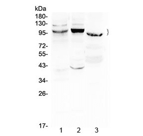 ATF6 Antibody