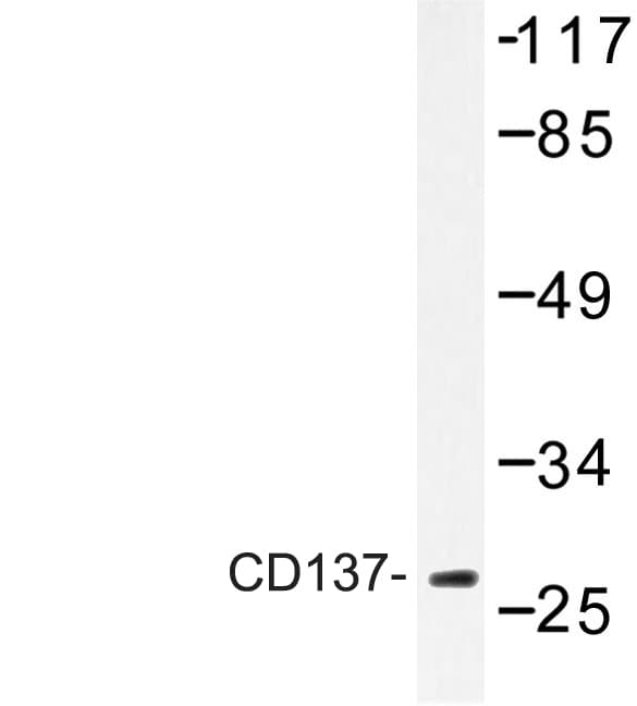 Polyclonal Rabbit anti-Human TNFRSF9 / 4-1BB / CD137 Antibody (Lys107, IF, WB)