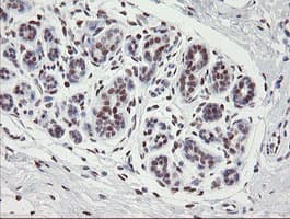 TLE1 / TLE 1 Antibody (clone OTI1D6)
