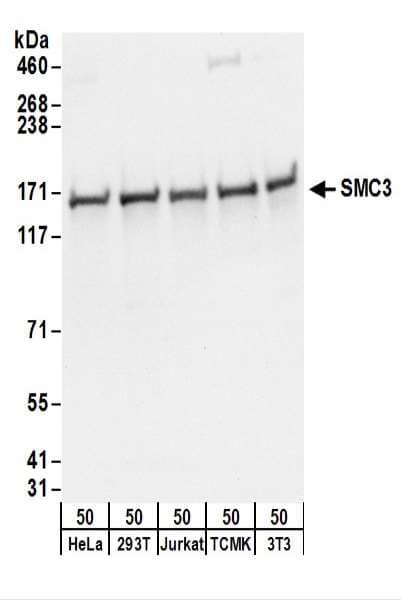 SMC3 / HCAP Antibody (aa1175-C-term)