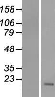 Human TMEM211 Protein (Over-Expression Lysate Myc-DDK (Flag))