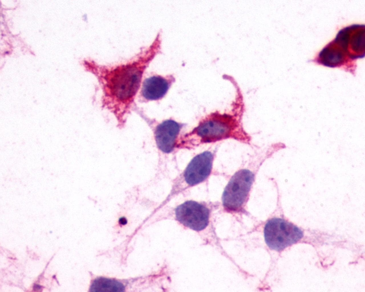 PathPlus™ Polyclonal Rabbit anti-Human GPR182 / ADMR Antibody (N-Terminus, IHC, WB)