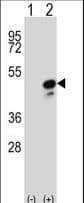 COPS3 / CSN3 Antibody (aa98-130)