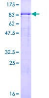 Human GTF2A1L / ALF Protein (Recombinant GST)