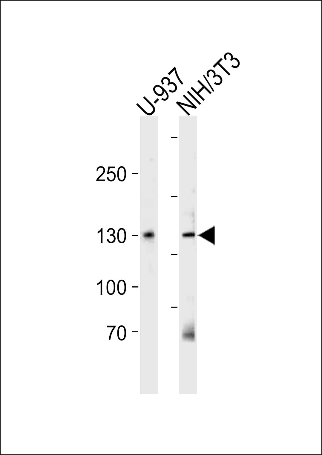 Polyclonal Rabbit anti-Human TRIM24 / TIF1 Antibody (aa16-45, WB)
