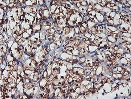 NNMT Antibody (clone OTI2G8, Carrier-free)