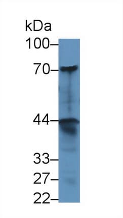 DNER / BET Antibody (aa339-583)