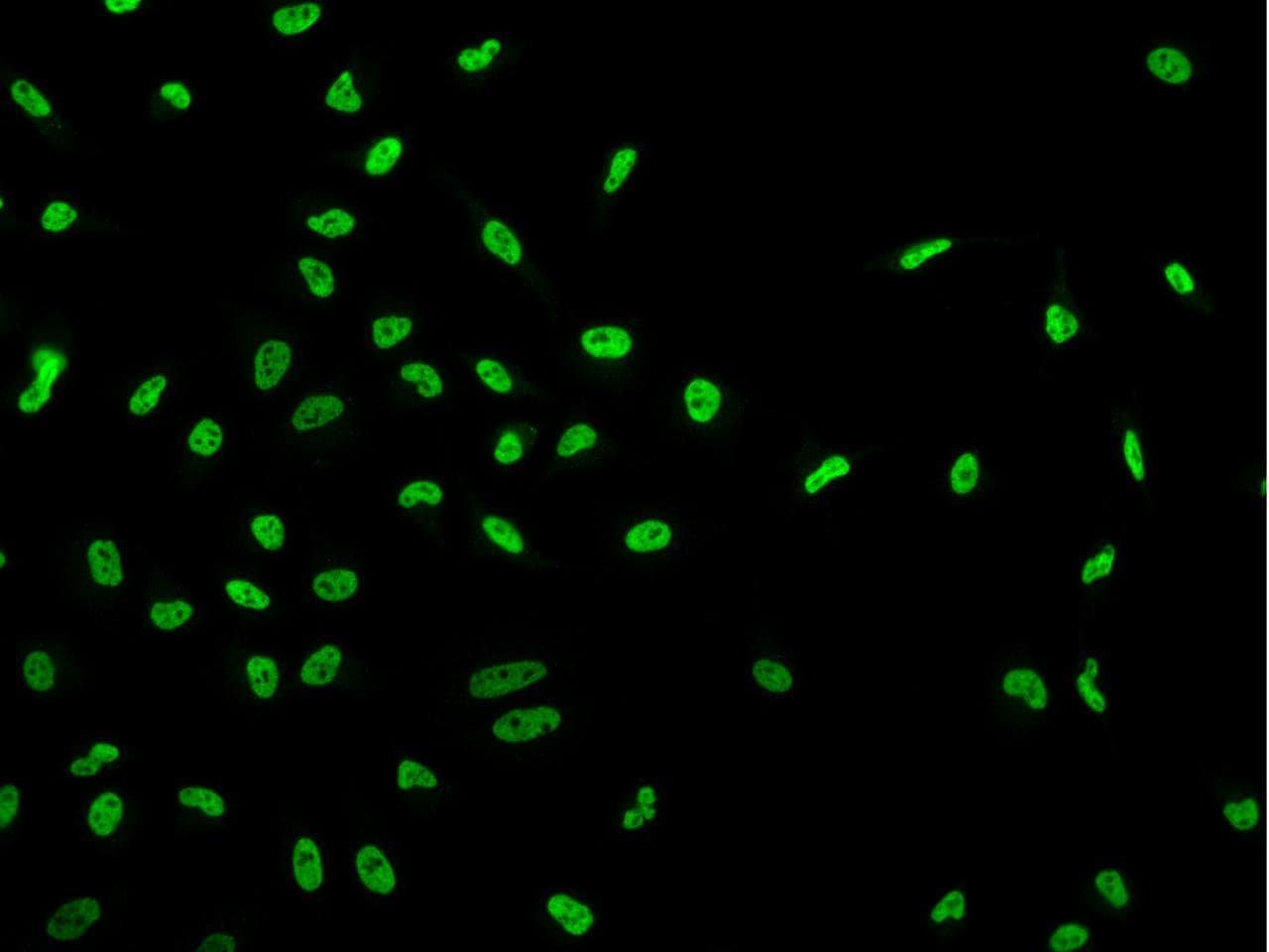 DNAJC8 Antibody