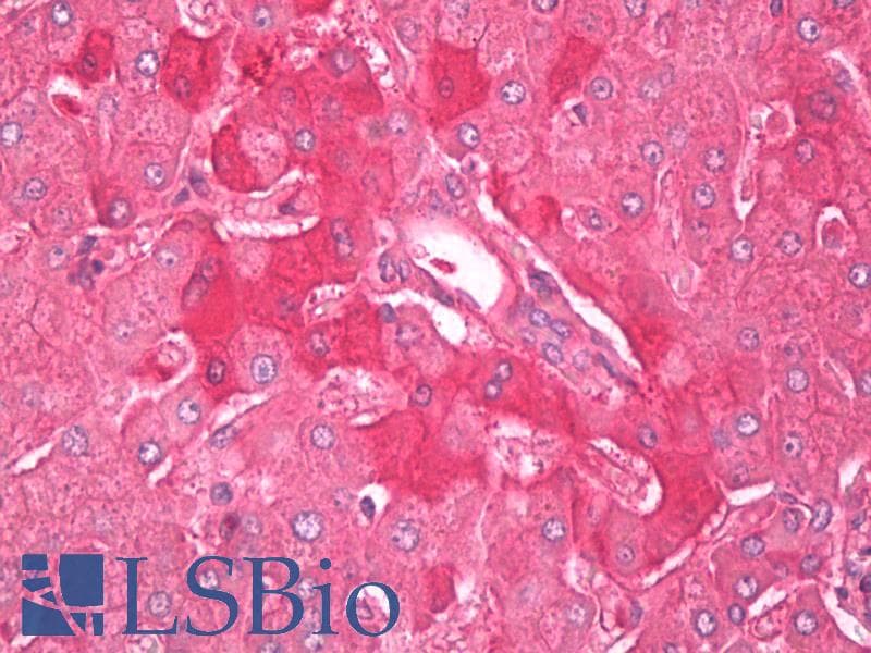 IHC-plus™ A2M / Alpha-2-Macroglobulin Antibody