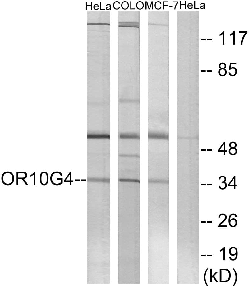 OR10G4 Antibody (aa230-279)