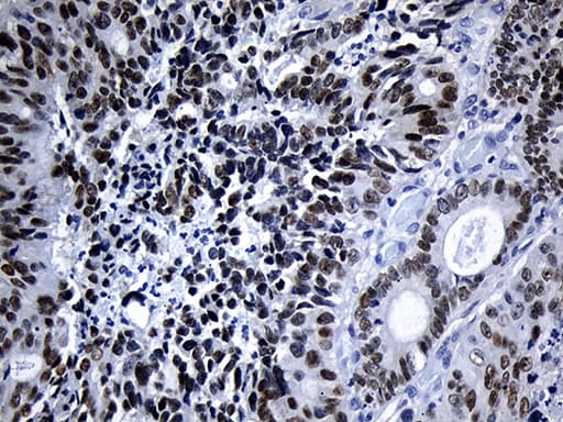 ELF3 / ESE1 Antibody (aa175-286, clone OTI2G6, Carrier-free)