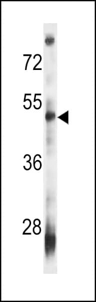 VSIG8 Antibody (aa331-360)