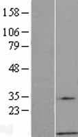 GNG7 Protein (Over-Expression Lysate Myc-DDK (Flag))