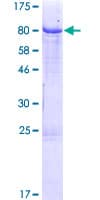 Human IGHM / IgM Protein (Recombinant GST)