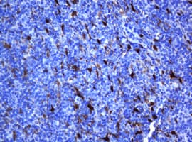 Monoclonal Mouse anti-Human Selenium Binding Protein 1 Antibody (clone OTI3A3, IHC, WB)