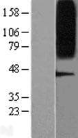 GPR75 Protein (Over-Expression Lysate Myc-DDK (Flag))