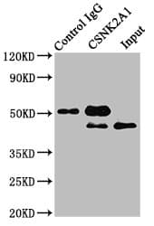 Polyclonal Rabbit anti-Human CSNK2A1 Antibody (aa1-391)